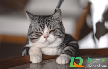猫得传腹后能活多久1