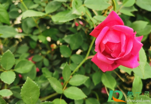 玫瑰花怎么养才不会枯萎1