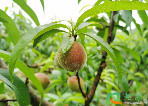 雨水大桃子还甜吗1
