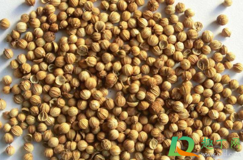 香菜种子冰箱催芽要冷藏多少天1