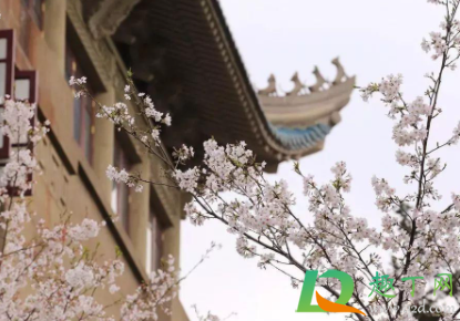 2021武汉樱花开了吗1