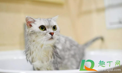 猫几个月洗一次澡好1