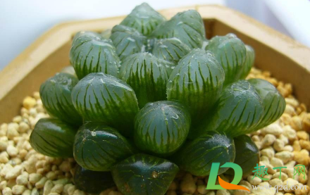 多肉玉露闷养多久通一次风 1