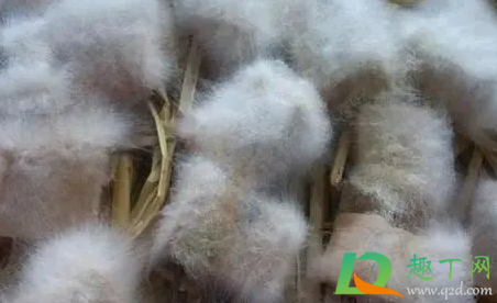 霉豆腐为什么会有黑霉1