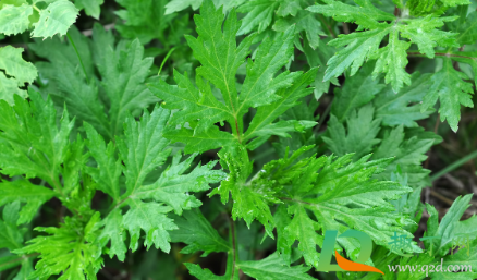 2021端午节的艾草可以挂一年吗1