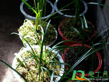 用水苔养花有什么好处1