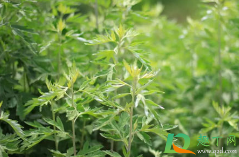 2021端午节门口怎么挂艾草1