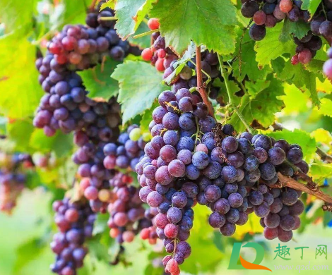 葡萄什么时候上肥料最好1