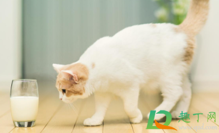小猫出生20天可以送人吗1