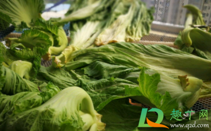 蔫了的菜还可以吃吗1