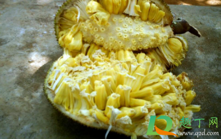 菠萝蜜放保鲜还是冷冻1
