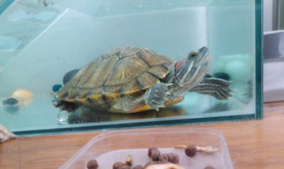 草龟吃啥如何喂食1
