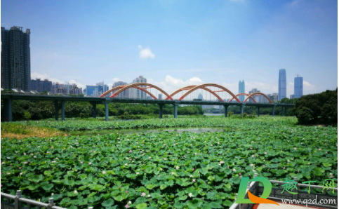 2021春节洪湖返乡码怎么填报1
