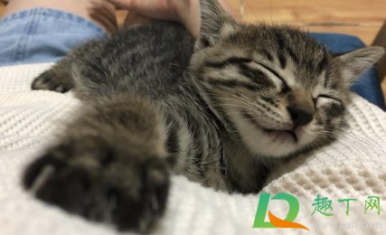 猫咪感冒可以不管吗1