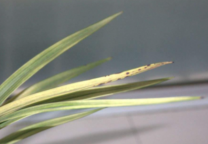 兰花黑点病怎么治疗1