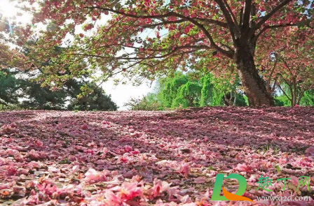 2021广州樱花节什么时候开始1