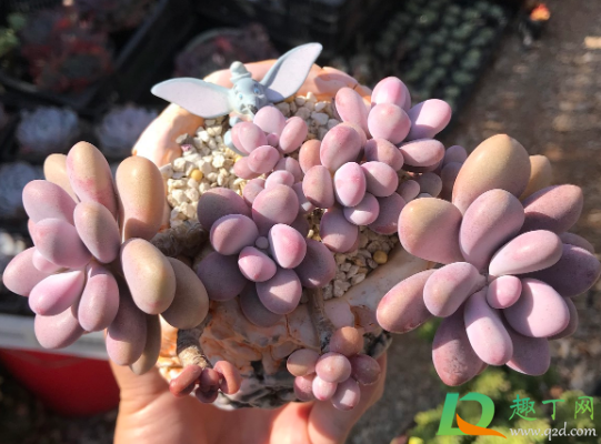 桃蛋的叶片变尖了是什么原因1
