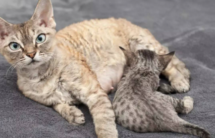 猫咪生孩子的窝要什么要求1