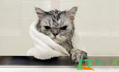 猫咪洗澡水温度一般多少度1