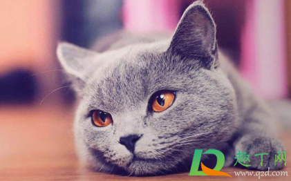 猫咪太瘦怎么能让它胖点1