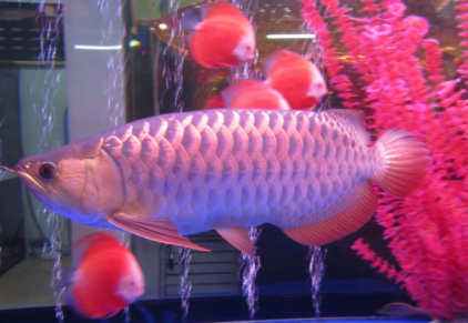 金龙鱼喂食什么最好1
