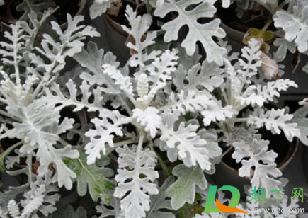 雪叶莲怎么养1