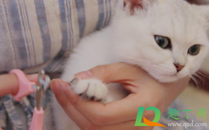 小猫咪几天剪一次指甲1