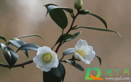 怎么看茶花有没有种活1