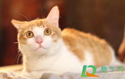 猫生产前几天开始找窝1