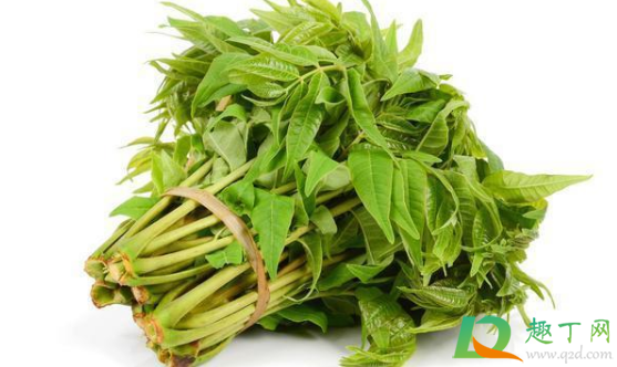 香椿什么时候焯水最好1