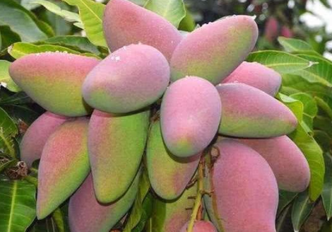 芒果能吃一半放一夜吗1