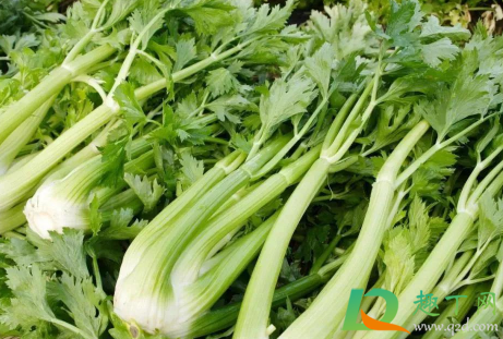 芹菜烂根是什么原因1