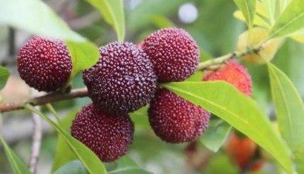几月份是吃杨梅的季节1