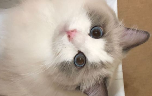 猫怎么样是嘴套饱满1