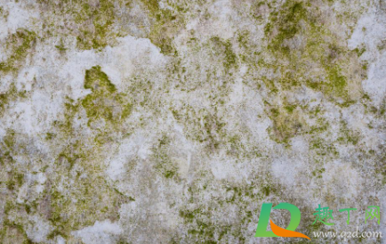下雨天院子里的青苔怎么处理1