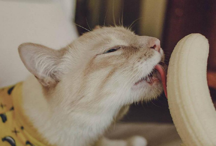 猫咪吃香蕉会怎么样1
