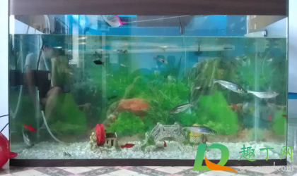 一天的鱼缸水为什么是绿色的1