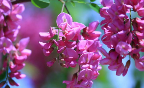 粉色洋槐花有毒吗1