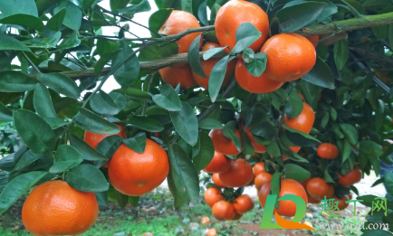 沃柑打蜡有影响么1
