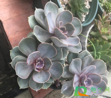 多肉放窗台为什么不变色1