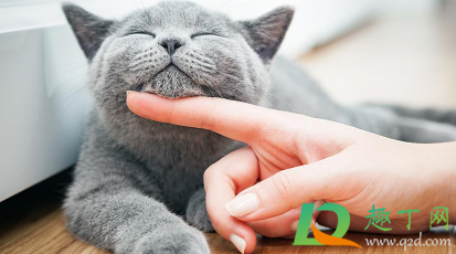 猫咪肛门腺不挤可以吗1