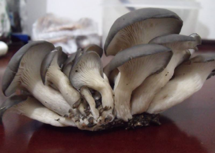 平菇的生长条件是什么2