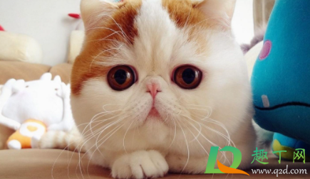 猫咪益生菌可以用酸奶代替吗2
