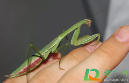 螳螂是不是有益的昆虫2