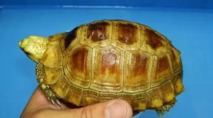 乌龟肠胃炎是怎么引起的2