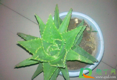 不夜城芦荟好养活吗2