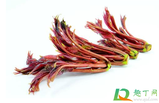 香椿的茎可以吃吗2