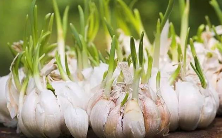 红皮大蒜种植需要注意什么 2