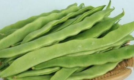 扁豆种植时间在什么时候2