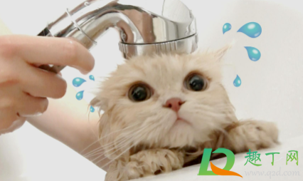 猫几个月洗一次澡好2